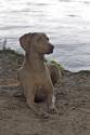 Weimaraner Rüde Paul - Rassehunde Weimaraner - lauterbach