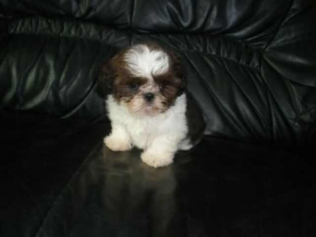 Shih-Tzu Welpen ab sofort abzugeben mit Stammbuch. - Rassehunde Shih Tzu - Heidenheim