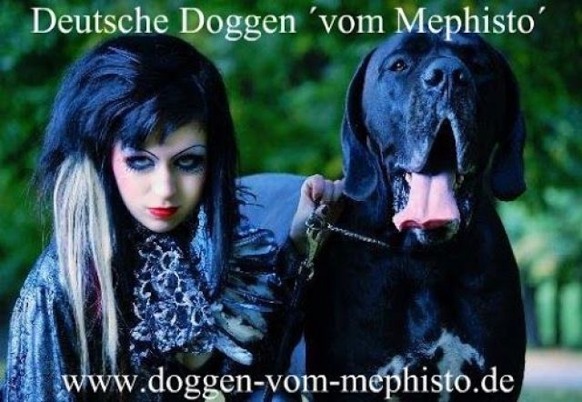 Hallo,Deutsche Doggen Freunde ! Wurfplanung bei den Mephisto s im Jahr 2014 ! - Rassehunde Dogge - Ahrensfelde bei Berlin