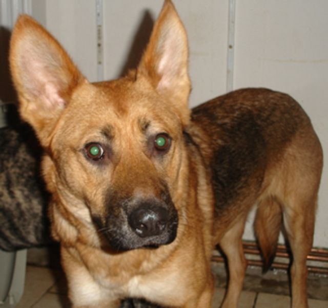 Laika  -  Deutscher Schäferhund  - ca.6 Monate - Rassehunde Schaeferhund - Mistelbach