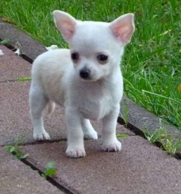  Suche weiße Chihuahua Hündin  - Rassehunde Chihuahua - Wilhelmshaven