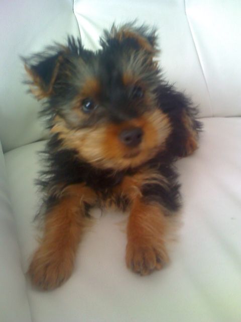 Reinrassiger yorkshire terrier Rüde - Rassehunde Terrier - Wertheim