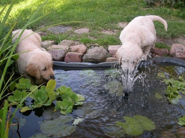 Golden Retriever Welpen abzugeben - Rassehunde Golden Retriever - Mustin
