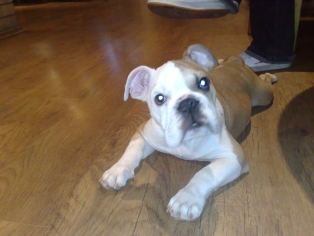 Englische Bulldoge Welpe 6 Monate, Reinrassig mit Stammbuch zu Verkaufen - Rassehunde Bulldog - Hennigsdorf bei Berlin