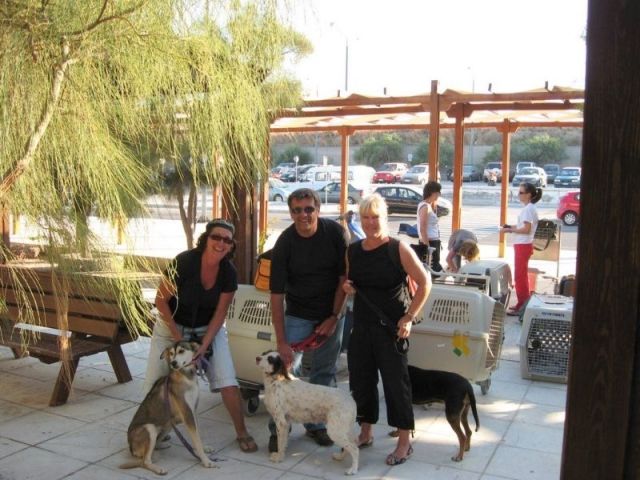 TierRetter gesucht - HELDEN gesucht - Werden Sie Flugpate ! - Mischlinge - München