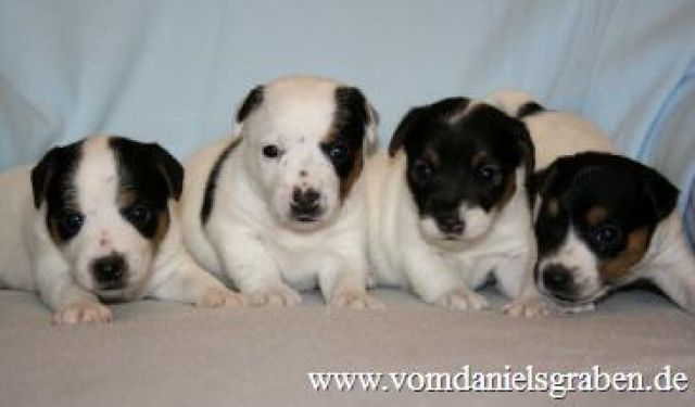 Parson Jack Russell Terrier sind intelligente Familienhunde - Rassehunde Terrier - köln