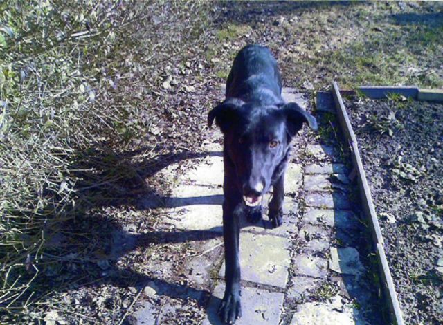Labradormix, Rüde geb.am 28.5.2010 - Rassehunde Labrador - Leinefelde