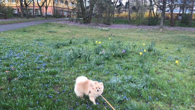 Deckrüde (pomeranien) - Deckanzeigen - Illerkirchberg