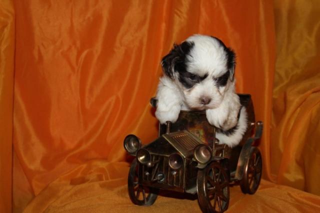 Liebevolle Bolonka Zwetna Welpen - Rassehunde Bolonka Zwetna - Simmern