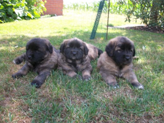 Leonbergerwelpen - Rassehunde Leonberger - Freren
