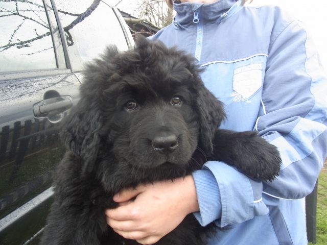 Berner Sennen - Neufundländer Mischlings Welpen - Mischlinge - Striegistal OT. Mobendorf