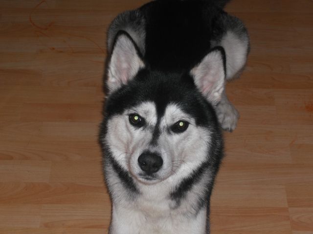 Sibiran Husky Rüde - Deckanzeigen - Essen