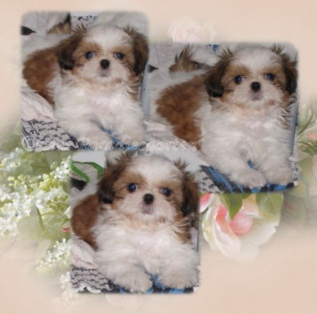 Shih Tzu Babys Reinrassig - Rassehunde Shih Tzu - feldatal