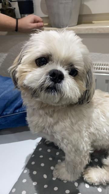 Shi Tzu Rüde Balu sucht seine Prinzessin  - Deckanzeigen - Hagen