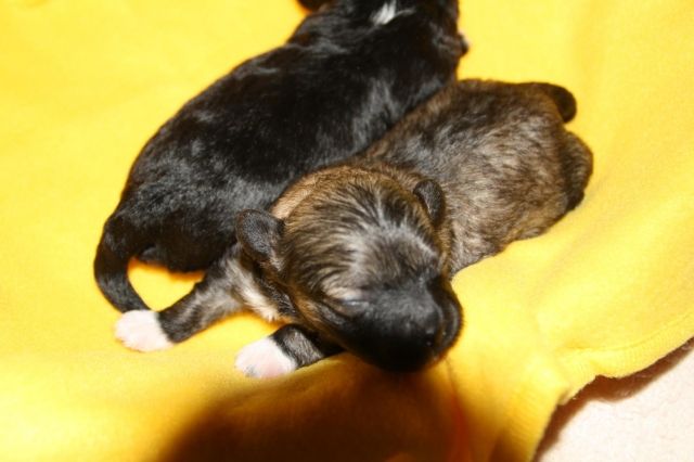 BOLONKA - ZWETNA     WELPEN  VOM  KÖNIGSTEIN - Rassehunde Bolonka Zwetna - Königstein