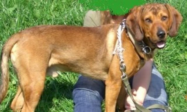 Hübsche Hundedamen aufgepasst! ;) - Unser Andy sucht eine Hündin zum decken ;) - Deckanzeigen - Ottweiler (Saar)