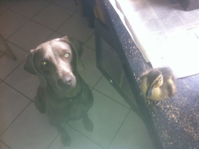 Weimaraner Welpe (Rüde) in Ausbildung - Rassehunde Weimaraner - Lauterbach