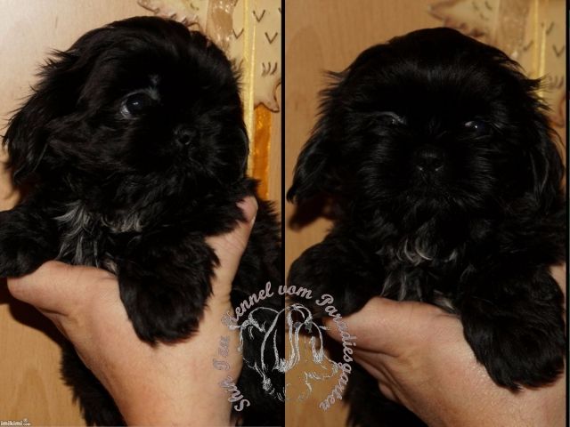 Shih Tzu Welpen Reinrassig gesund mit Ahnentafel - Rassehunde Shih Tzu - Frankfurt