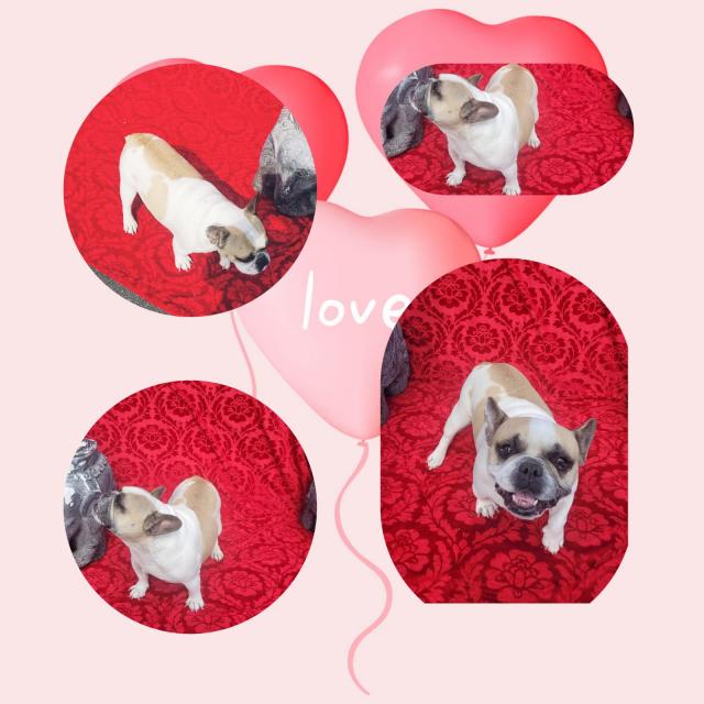 Suche dringend neues Zuhause - Rassehunde Franzoesische Bulldogge - Gelsenkirchen