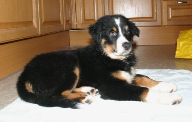 Süsse Aussie-Welpen aus liebevoller privater Zucht abzugeben - Rassehunde Australian Shepherd - Mainburg/Steinbach
