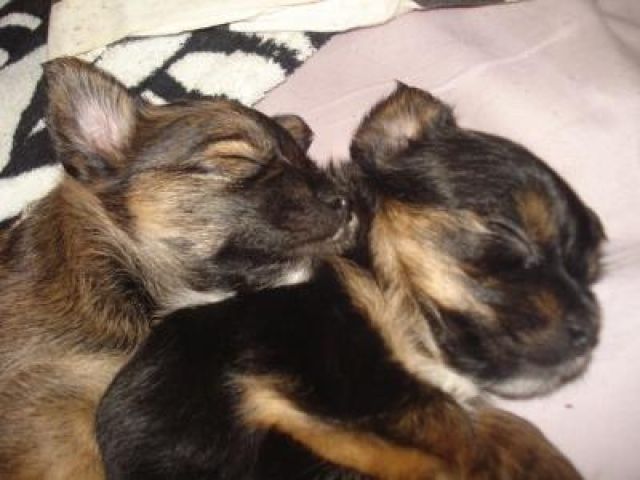 Ricko & Regina zwei kleine Partner - Rassehunde Chihuahua - Berlin