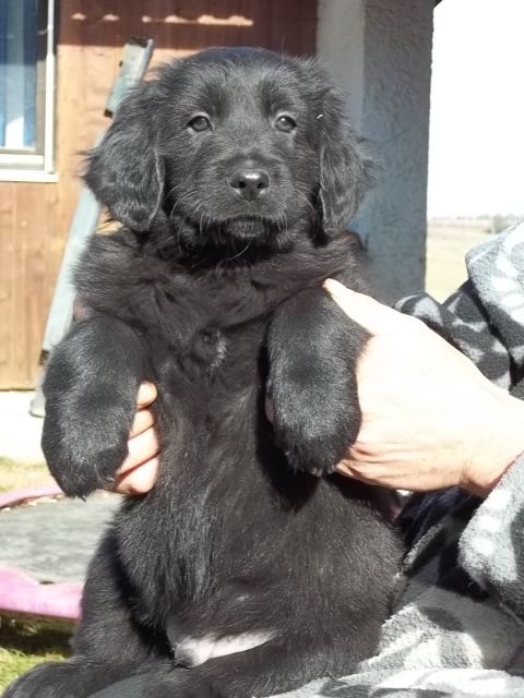 Hovawart Welpen - Rassehunde Hovawart - Rudelzhausen