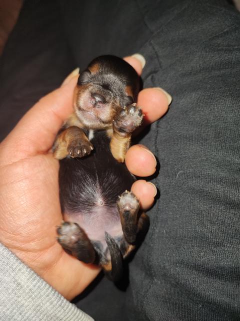 Reinrassige Yorkshire Welpen - Rassehunde Terrier - Passau