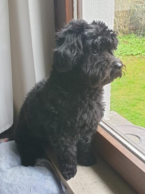 Maltipoo Deckrüde - Deckanzeigen - Braunfels