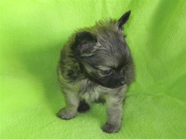 CHIHUAHUA Welpen mit VDH/FCI Papieren - Rassehunde Chihuahua - Grafenau