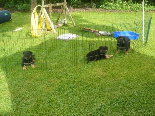 2 Dt.Schäferhund Welpen 8wo. Schwarz/Braun Rüde+Hündin mit vollem Papier - Rassehunde Schaeferhund - Gangkofen