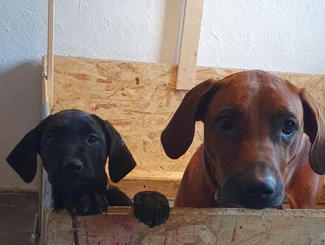 Rhodesian Ridgeback x Labrador Welpen - Mischlinge - Rot an der Rot