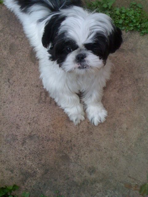 Notfall Shitzu-Rüde! - Rassehunde Shih Tzu - Mosbach