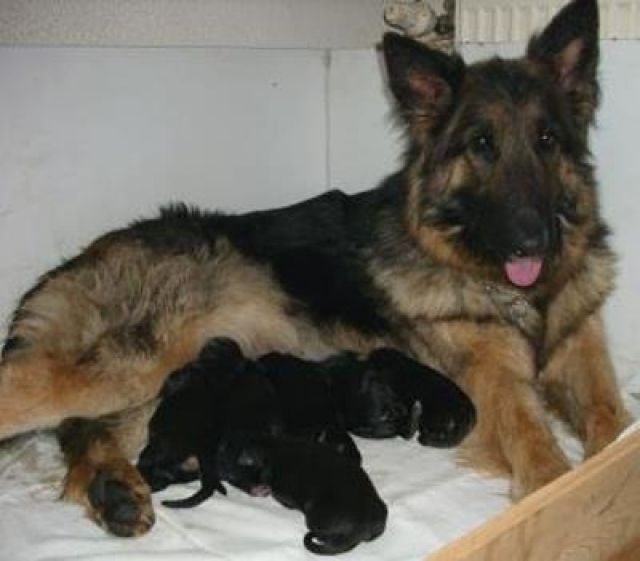 Altdeutsche Schäferhund Welpen - Rassehunde Schaeferhund - pforzheim