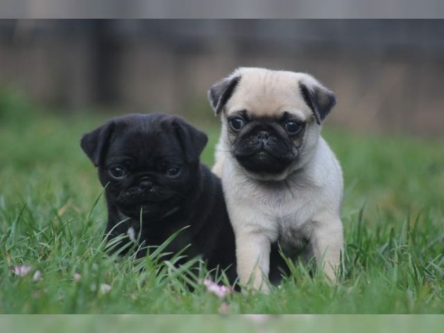 Verkaufe hübsche, gesunde Mops-Welpen aus Hobby Zucht. - Rassehunde Mops - Aschaffenburg