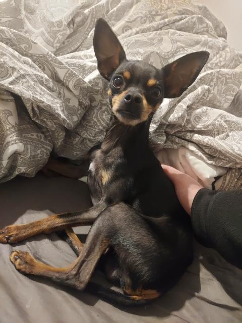 Deckrüde Prager Rattler  - Deckanzeigen - Bonn 