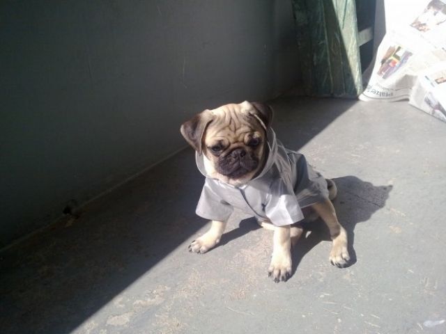 Mops Rüde Mister sucht nette Hundedame zum Decken - Deckanzeigen - Landau