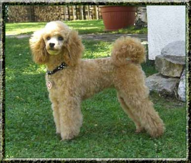 Toy-und Zwergpudel - Rassehunde Pudel - Langenburg
