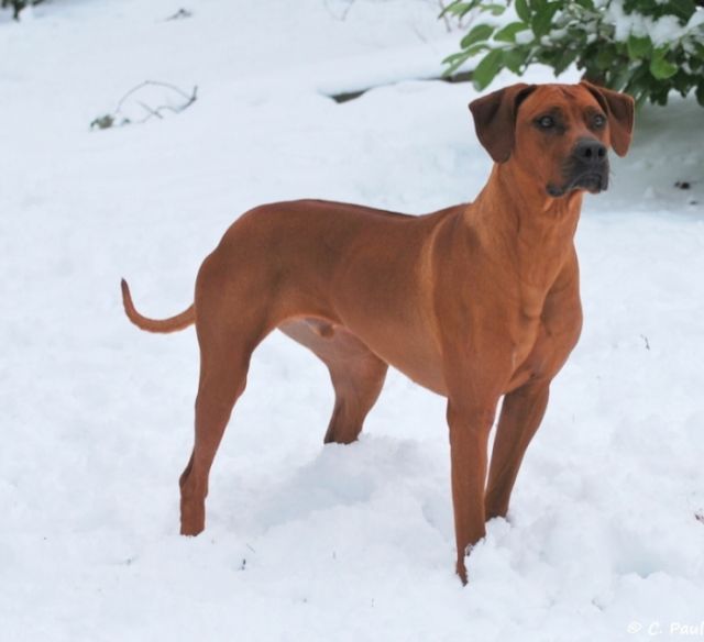 Rhodesian Ridgebackwelpen / South African Hunter Kennel - Rassehunde Rhodesian Ridgeback - Welle