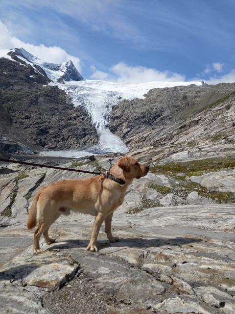 Labrador Deckrüde - Deckanzeigen - Schweich