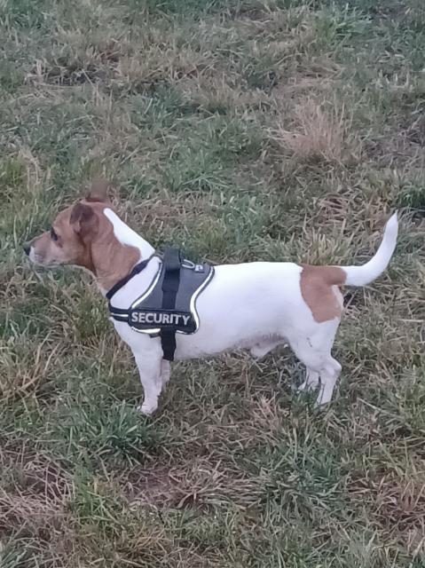 Jack Russell Terrier Deckrüde  - Deckanzeigen - Heusweiler 