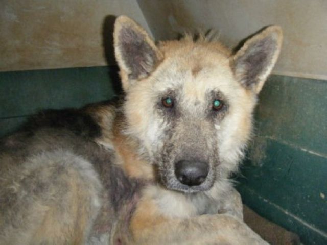 Help sucht dringend eine Pflegestelle oder Endstelle - Rassehunde Schaeferhund - Heidelberg