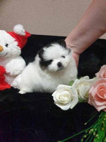 Teddy Face Pomeranian Zwergspitz Welpe Suche eine liebevolle Familie - Rassehunde Spitz - Bonn