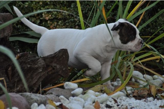 ***schöne amerikanischer bulldogge*** - Rassehunde Bulldog - Frankfurt