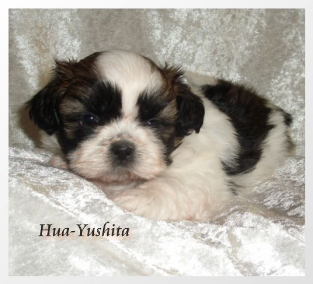 Shih-Tzu Welpen - Rassehunde Shih Tzu - Busenwurth