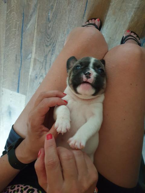 Französische bulldoggen welpen - Rassehunde Franzoesische Bulldogge - Wermelskirchen