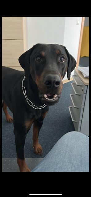Dobermann Rüde 3 Jahre - Rassehunde Dobermann - Stadtallendorf 