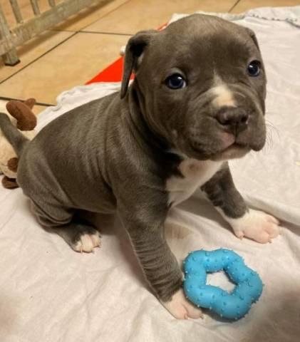 America Pit Bull Welpe Blueline der perfekte Welpe für Ihre Familie - Rassehunde Pit Bull - Friesoythe