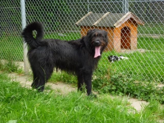 Gogo   XL-Traumhund ! - Mischlinge -  Schongau