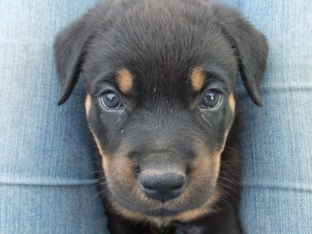 Rottweilerwelpen - Rassehunde Rottweiler - Hildesheim