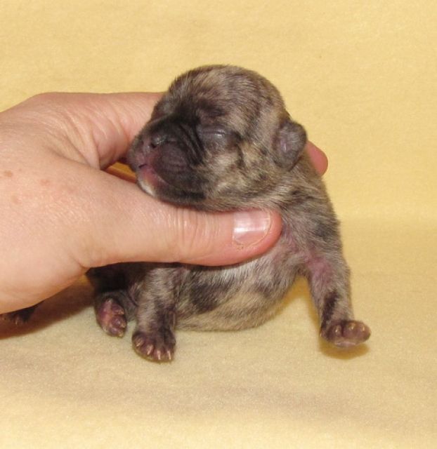 Französische Bulldoggen in REVERSE - Rassehunde Franzoesische Bulldogge - ulrichstein